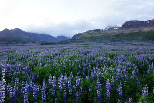 Icelandic alaskan lupine (purple nootka, Lupinus nootkatensis)