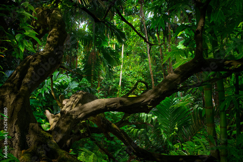 Asian tropical rainforest with river and big tree photo