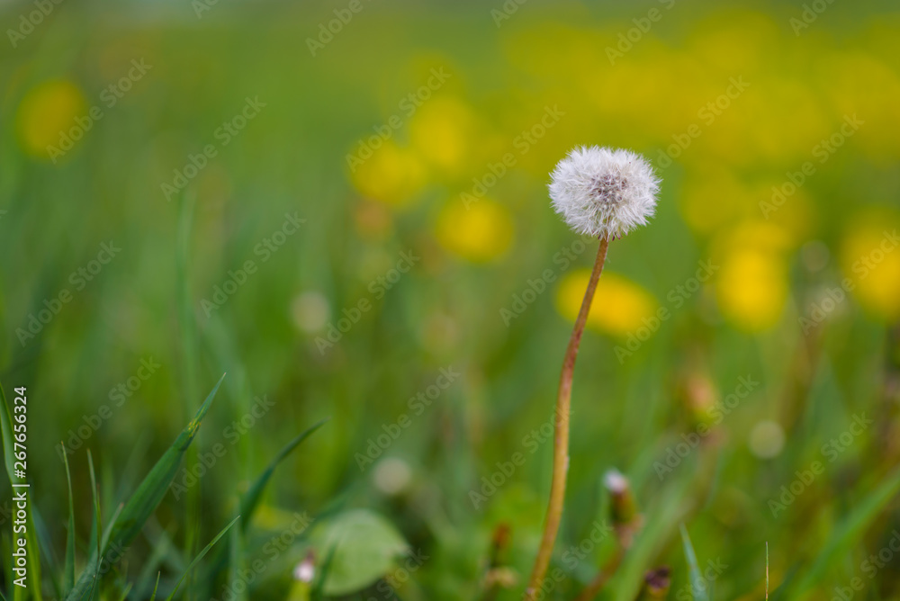 One dandelion on the field close-up on a sunny day.