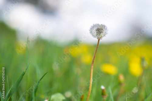 One dandelion on the field close-up on a sunny day.