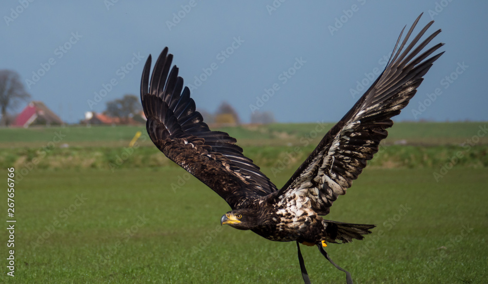 Immature American bald eagle in mid flight Immature American bald eagle in mid flight