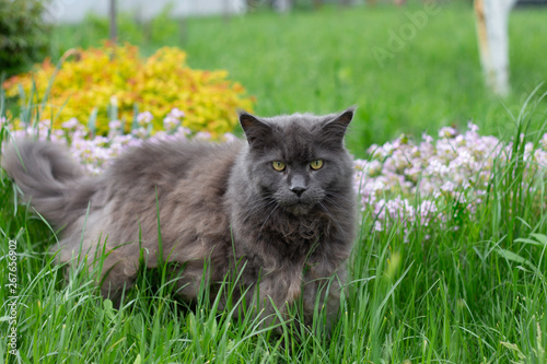 Pretty Blue Maine Coon cat walking through grass outside