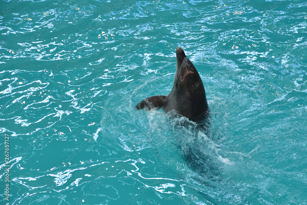 Obraz premium The cute dolphin swims in his pool at the dolphinarium and performs on the show.