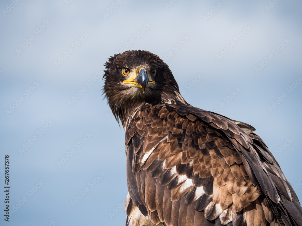 Obraz premium Immature American bald eagle against blue sky