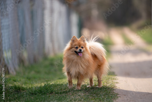 Foto red Spitz in the garden