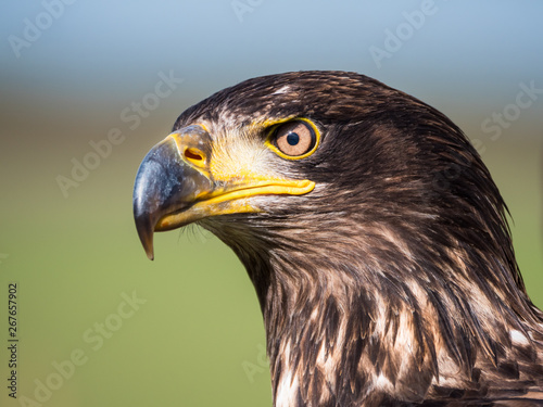 Close-up of an immature American bald eagle