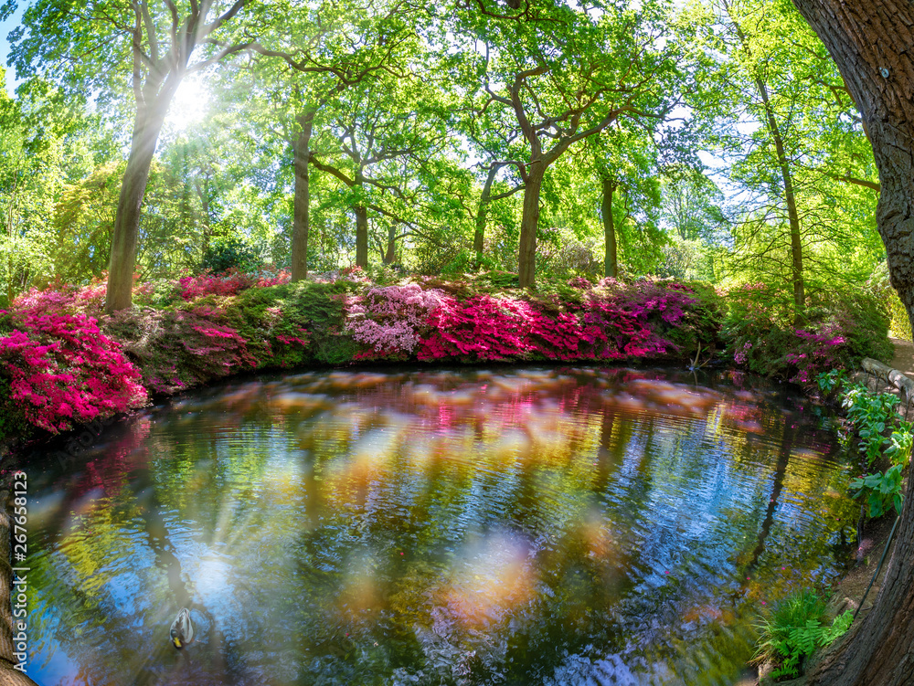 Fototapeta Piękny ogród z parku Richmond, obszar plantacji Isabella w okresie letnim z kolorowymi kwiatami odbijanymi w funta w Londynie, w Anglii