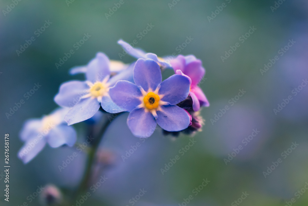 Vergissmeinnicht (Myosotis), Makro / Nahaufnahme Vergissmeinnicht (Myosotis), Makro / Nahaufnahme