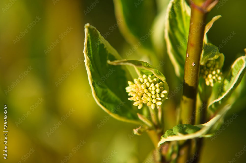 White dogwood or cornus plant detail in bloom White dogwood or cornus plant detail in bloom