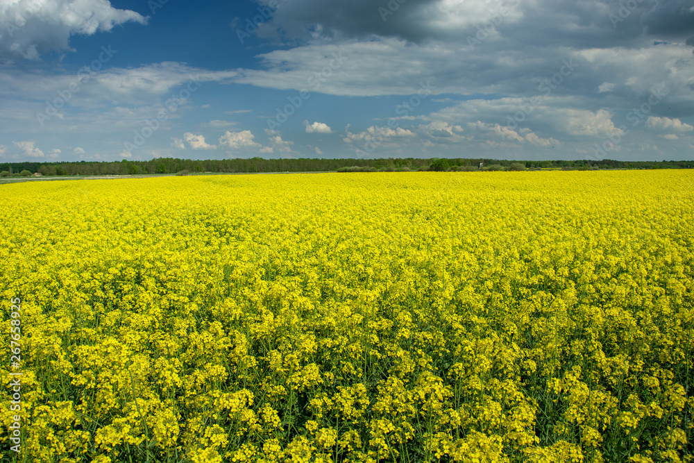 Obraz premium Big yellow canola field, horizon and clouds on the sky