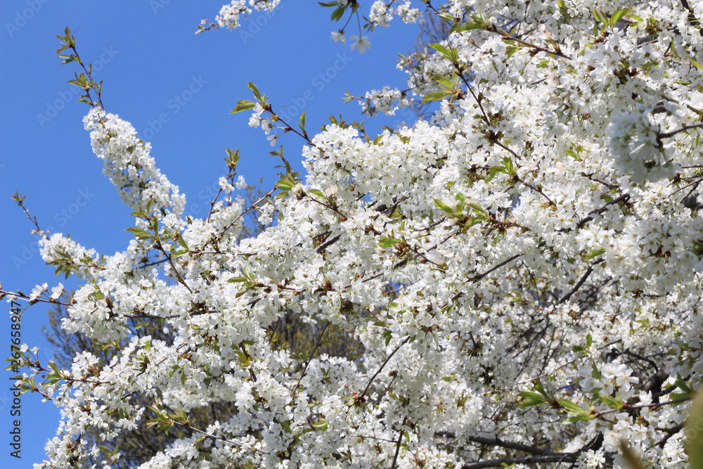 London. City. Kensington Gardens in spring. Apple tree in blossom. Kensington gardens one of the royal residences of british monarchs. London. City. Kensington Gardens in spring. Apple tree in blossom. Kensington gardens one of the royal residences of british monarchs.