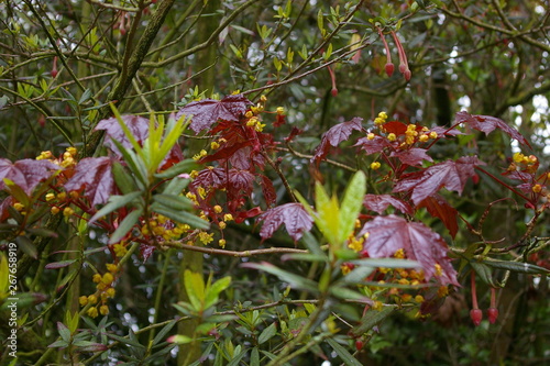 red flowers in the garden