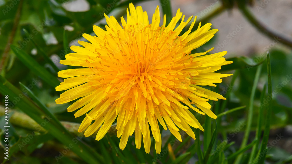 Dandelion flower, blooming on a sunny spring or summer day. Extreme closeup. Macro one yellow dandelion flower and green grass on the background. Dandelion flower, blooming on a sunny spring or summer day. Extreme closeup. Macro one yellow dandelion flower and green grass on the background.