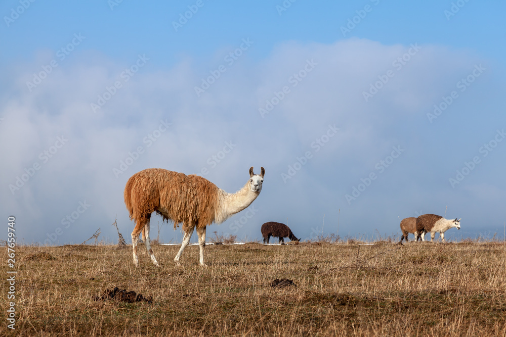 Lama in einer Herde auf der Weide Lama in einer Herde auf der Weide