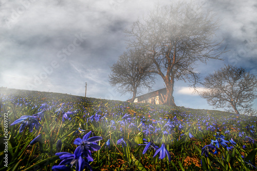 Natural foggy background with sky, green grass and flowers photo