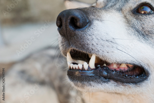 teeth are dog-teeth of dog