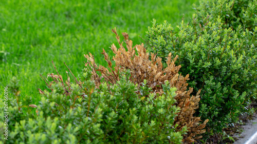 Canvas Print The twigs and leaves of boxwood turn yellow because of the sucking damage