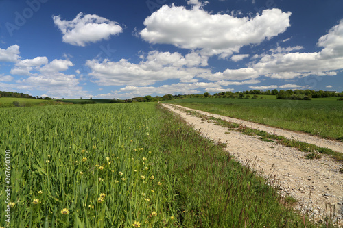 Spring Landscape. Field road among Meadows and fields