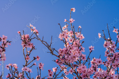 background of pink almond flowers over blue sky on a spring day. Natural and colorful background with pink almond flowers