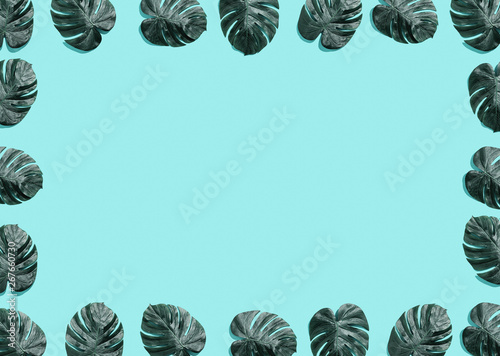 Tropical plant Monstera leaves overhead view flat lay