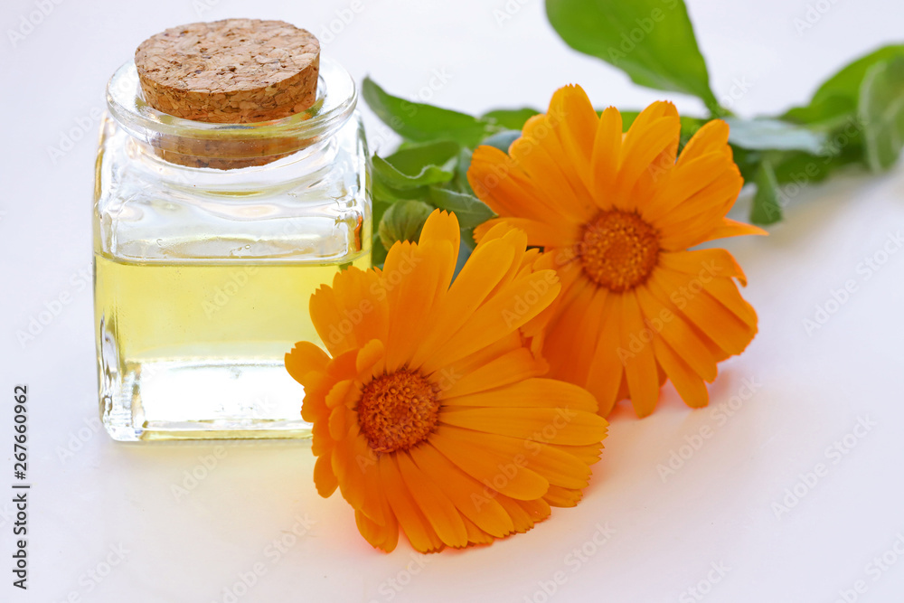 same safa blossom ; Calendula officinalis same safa blossom ; Calendula officinalis