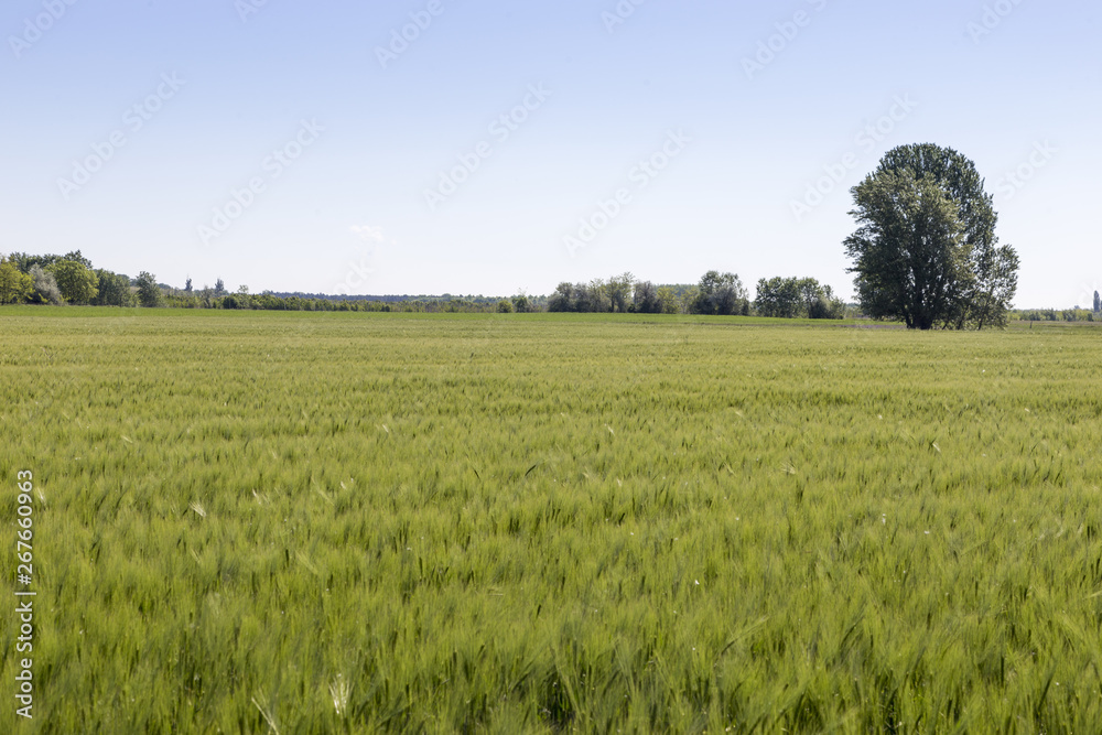 Fototapeta premium getreidefeld vor der ernte
