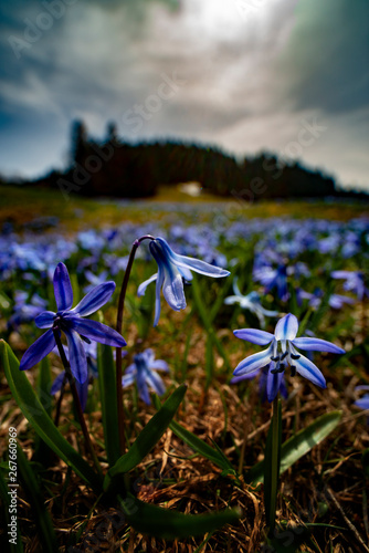 Natural background with sky, green grass and flowers photo