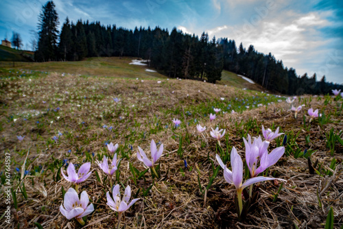 Natural background with sky, green grass and flowers photo