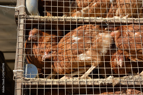 Brown chickens in car cages for the transport of birds