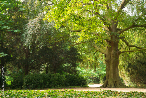old beech tree in shadow, public park Stadhuistuin, Tiel, The Netherlands