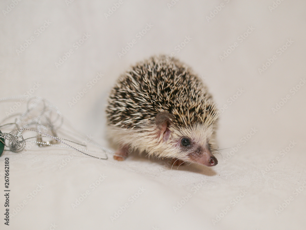 Obraz premium African hedgehog on a neutral background.