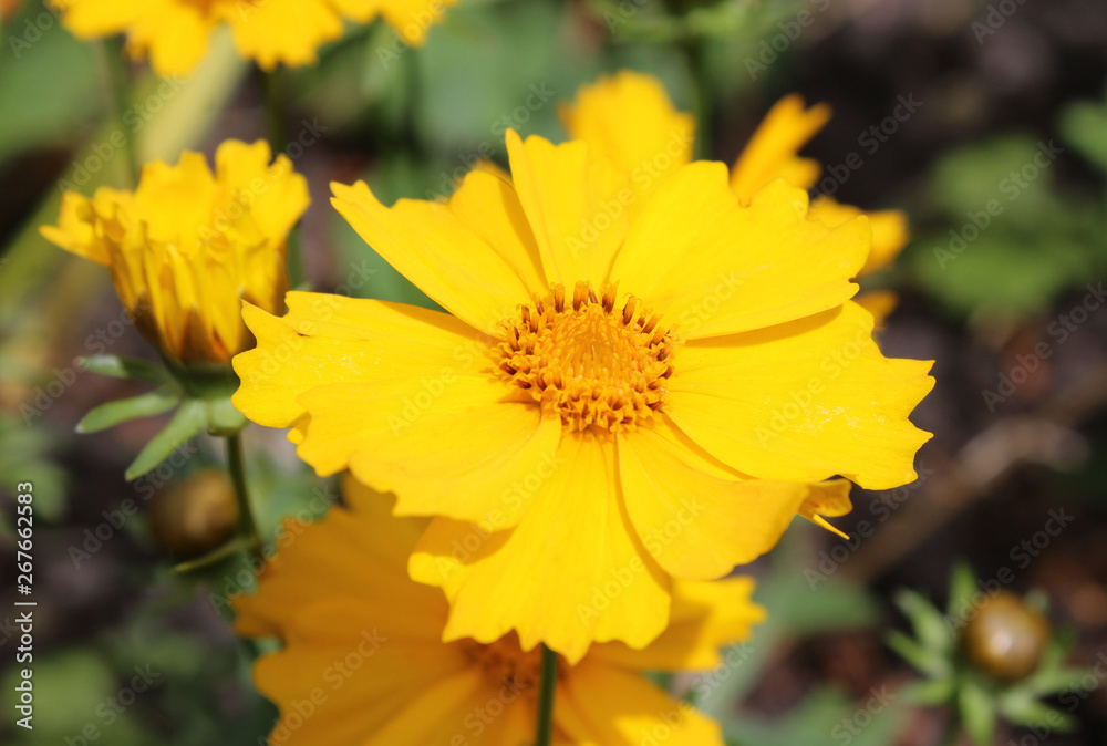 The bright vibrant yellow flower of a Coreopsis plant also known as Tickseed. The bright vibrant yellow flower of a Coreopsis plant also known as Tickseed.