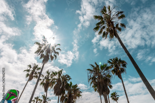 palm trees and blue sky