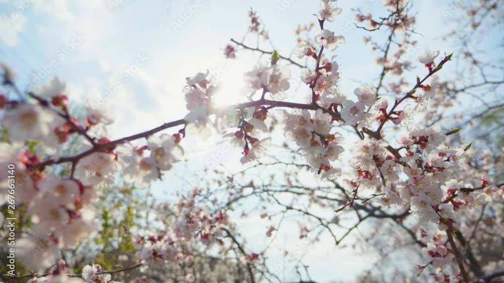 Beautiful nature scene with blooming tree and sun flare. Spring flowers in orchard. Inspirational spring flowers and blooming tree blossom. Beautiful nature scene with blooming tree and sun flare. Spring flowers in orchard. Inspirational spring flowers and blooming tree blossom.