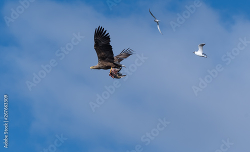 White Tailed Eagle flying with catch and followed by other birds