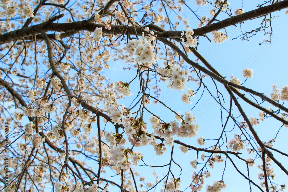 Beautiful cherry blossoms. sakura flowers in japan. Beautiful cherry blossoms. sakura flowers in japan.
