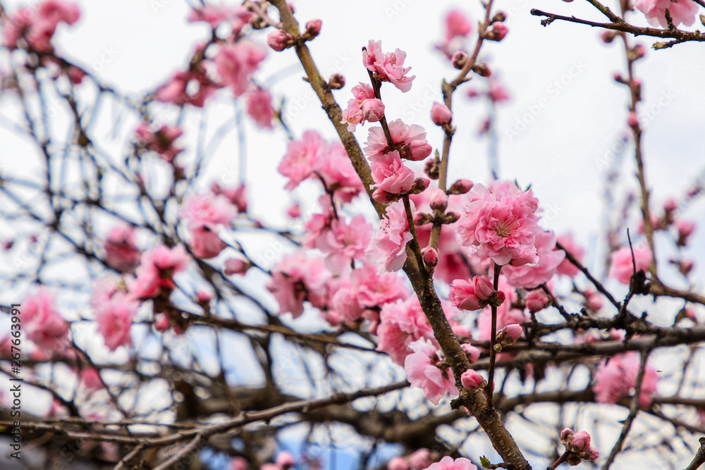 Beautiful cherry blossoms. sakura flowers in japan. Beautiful cherry blossoms. sakura flowers in japan.