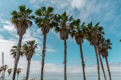 palm trees on the beach © Elo Kyrmse