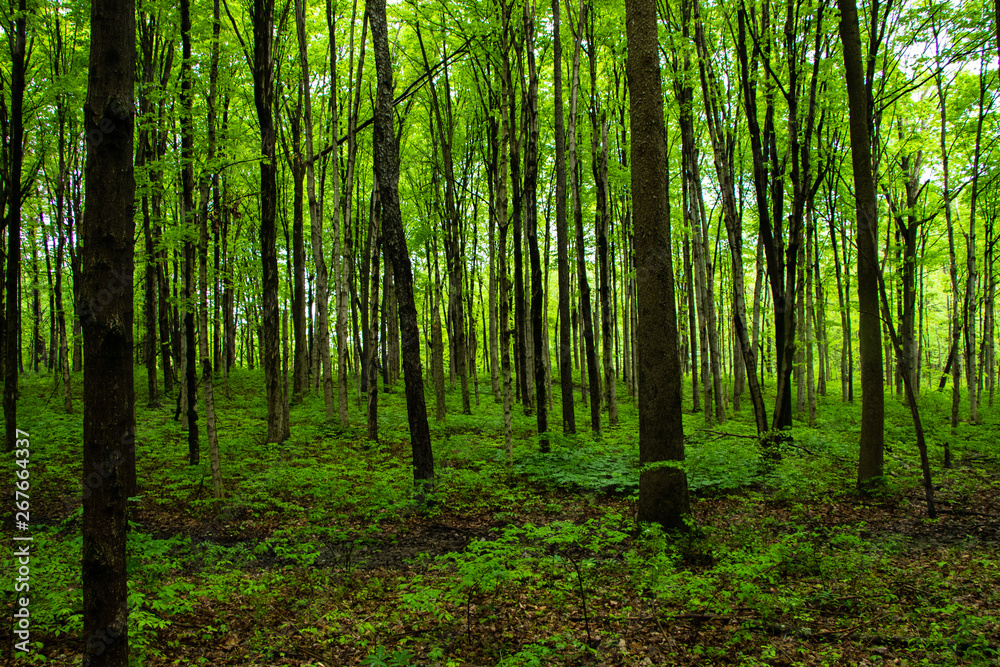 Dense forest trees with bright green leaves on a sunny day in the woods. Sustainability in action Dense forest trees with bright green leaves on a sunny day in the woods. Sustainability in action