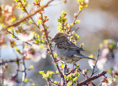 little bird Sparrow sits in the spring garden on a branch of cherry blossoms Sunny warm  morning © nataba