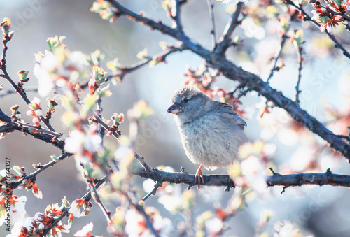  funny cute bird Sparrow sitting in the spring garden on a branch of cherry blossoms Sunny warm may morning