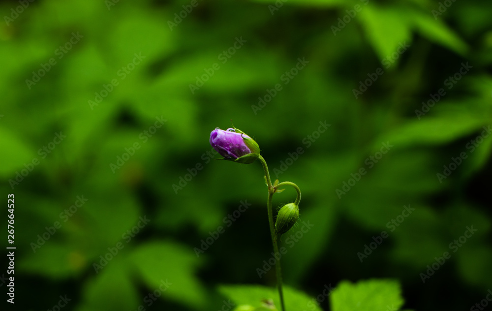 Geranium maculatum. Flower bud about to bloom on a wild geranium in the forest
