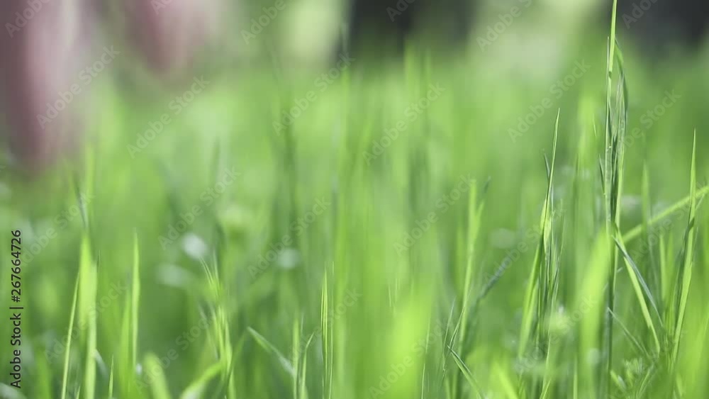 Female hand moving over grass, slow motion. Female hand moving over grass, slow motion.