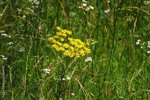 yellow flower in grass