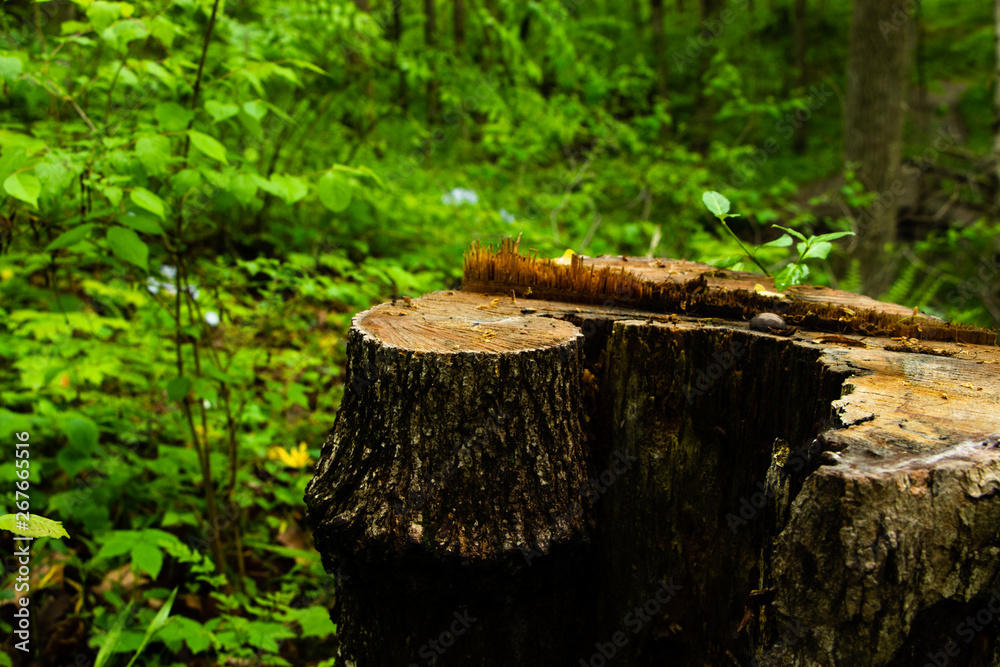 Unique bark pattern on a tree stump in a lush green forest Unique bark pattern on a tree stump in a lush green forest