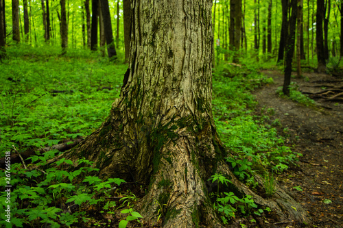 Sugar maple bark on a tree trunk with moss growing in a bright green lush forest on a summer day