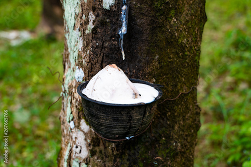 Rubber tree harvest on Koh Yao Noi in Thailand, Asia  photo