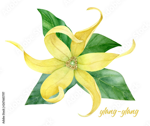Watercolor ylang ylang collection