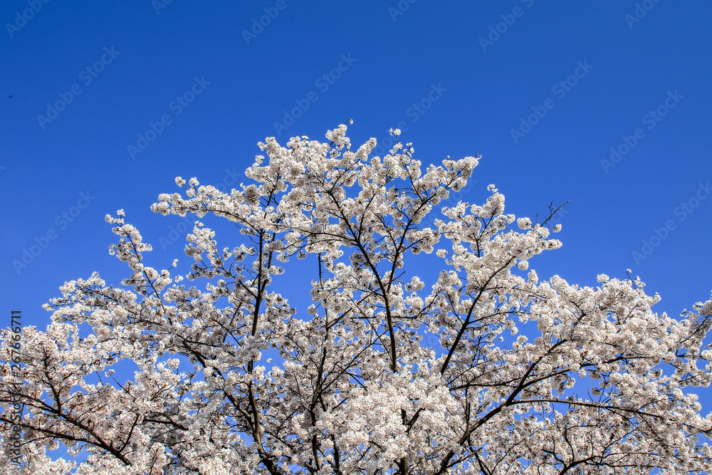Beautiful cherry blossoms. sakura flowers in japan. Beautiful cherry blossoms. sakura flowers in japan.