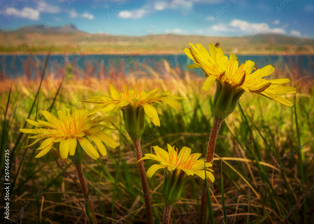 field with yellow wildflowers